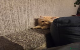 Scottish Fold cats for sale: !1 LEFT! BEAUTIFUL SCOTTISH FOLDS FOR SALE - Image 31