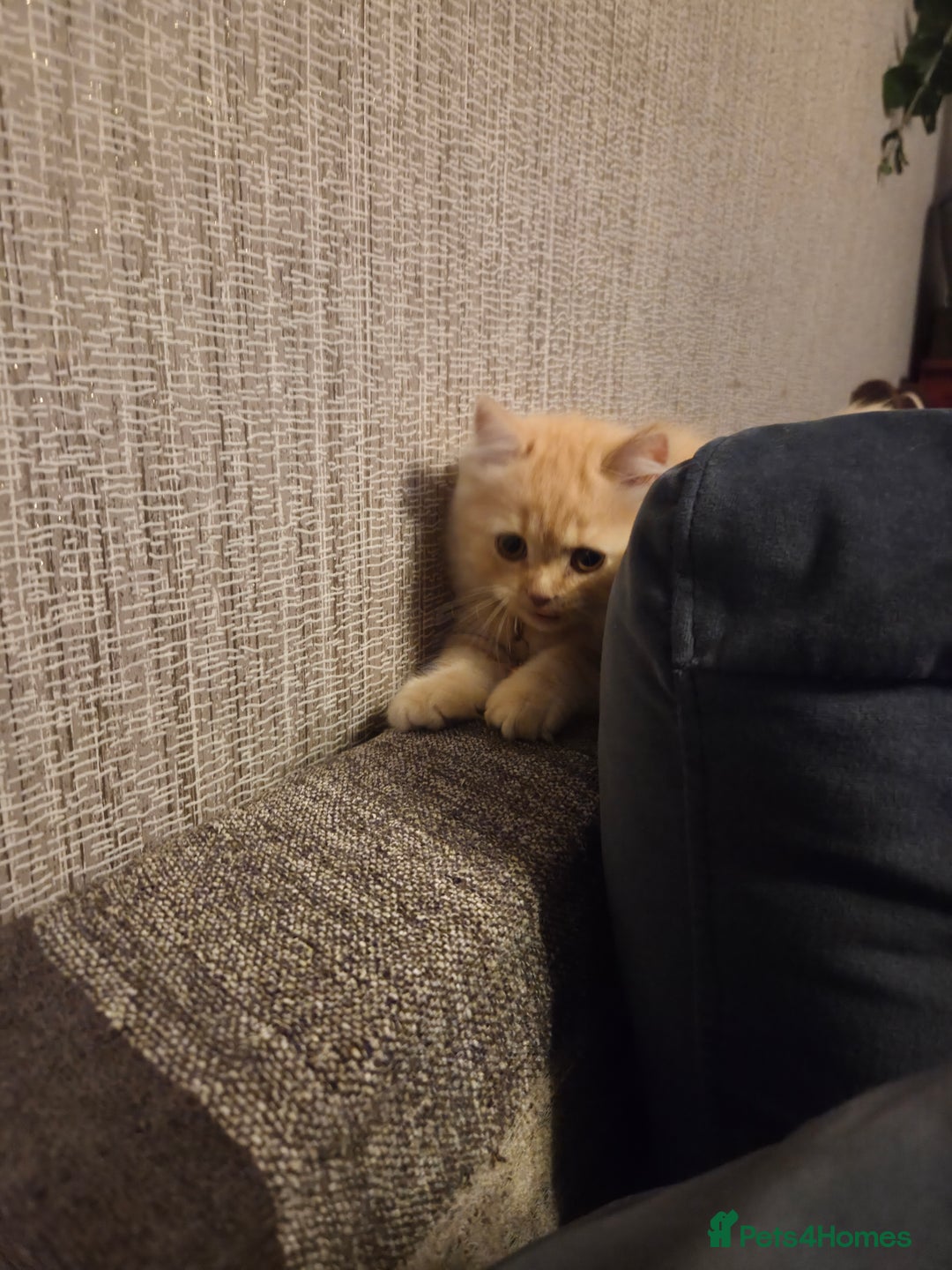 Scottish Fold cats for sale: !1 LEFT! BEAUTIFUL SCOTTISH FOLDS FOR SALE - Image 31