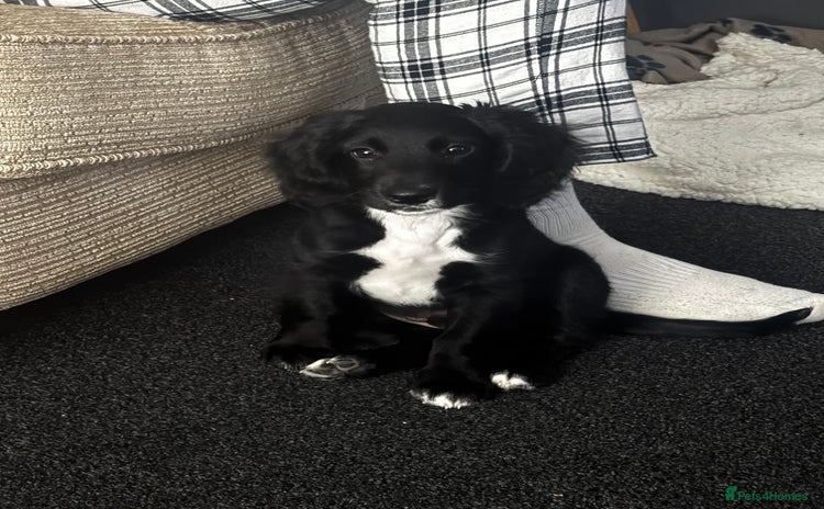 Mixed Breed dogs - Advert 11