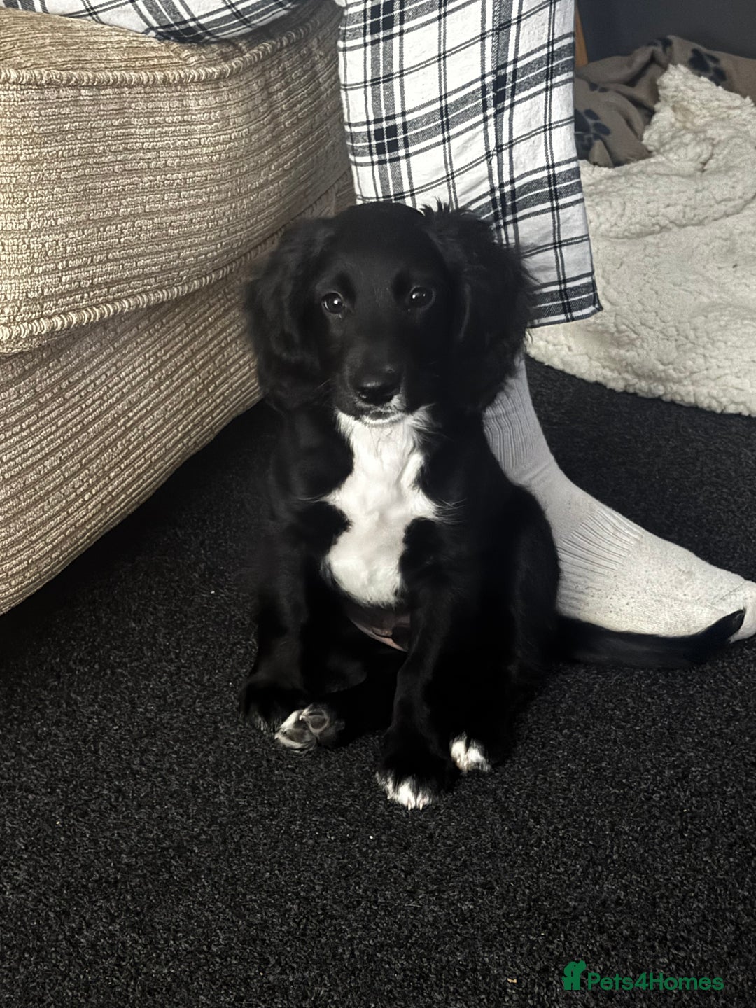 Mixed Breed dogs for sale: Cockapoo x springer spaniel - Image 1