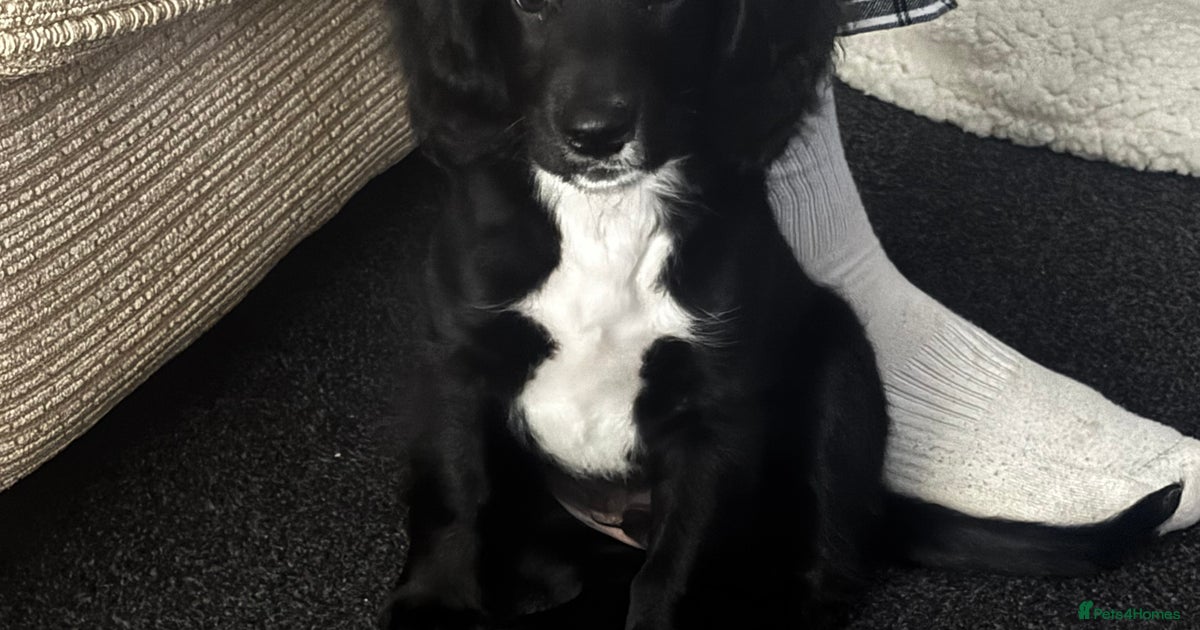 Cockapoo x springer spaniel for sale in Wrexham | Pets4Homes