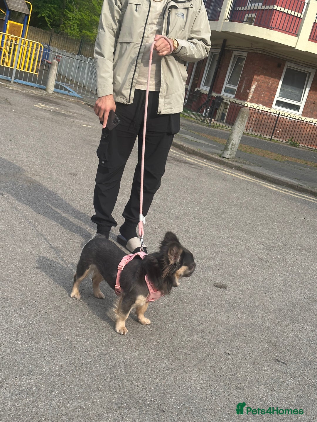 French Bulldog dogs for sale: Fluffy female Blue & Tan French Bulldog - Advert 5