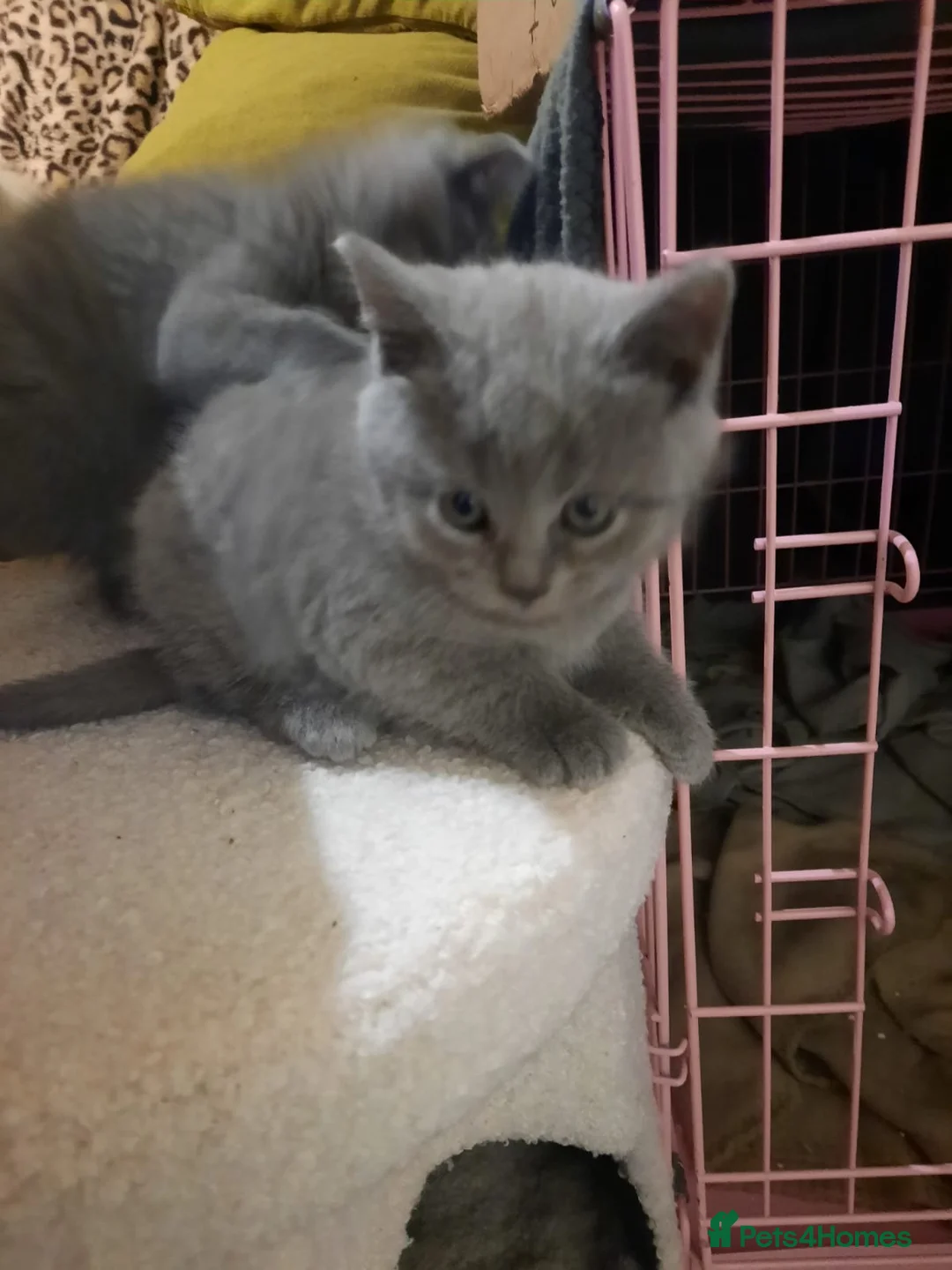 British Shorthair cats for sale: 8 week british shorthair - Advert 1