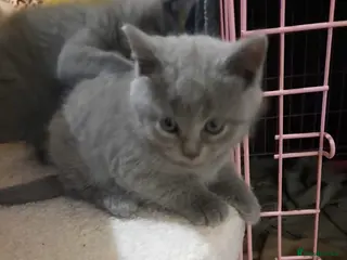 British Shorthair cats 8 week british shorthair - Advert 1