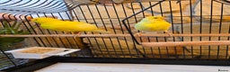 Canaries birds for sale: Two Canaries for Sale with Cage & Full Setup - Advert 6