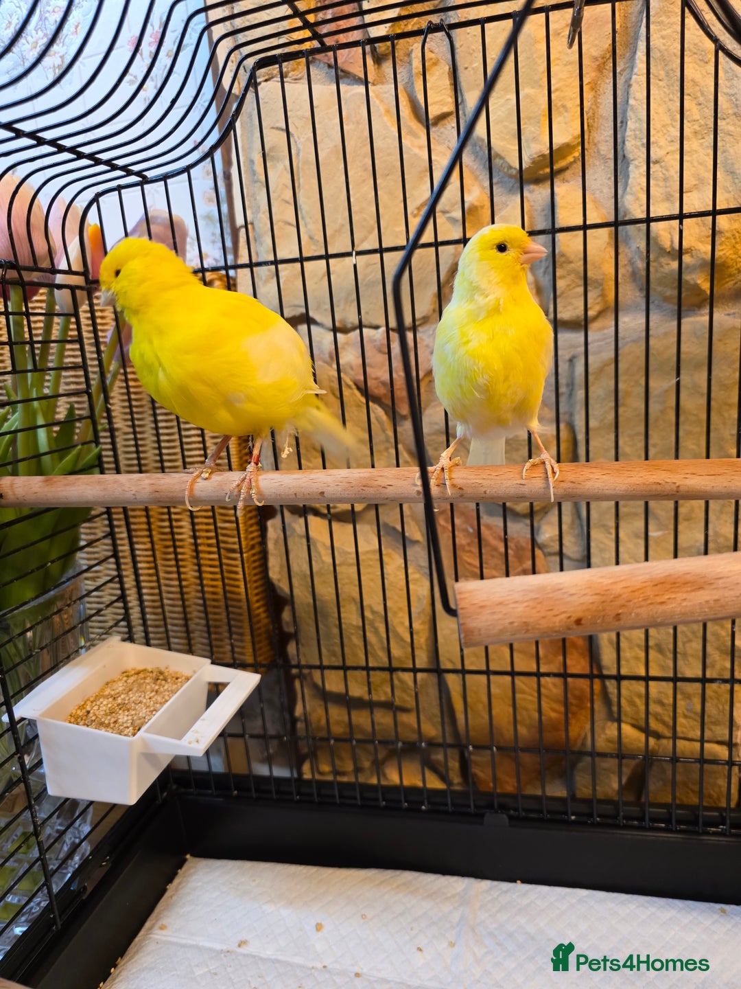 Canaries birds for sale: Two Canaries for Sale with Cage & Full Setup - Advert 6