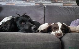 English Springer Spaniel dogs for sale: Springer Beautiful Spaniel Pup Ready Now  - Image 3