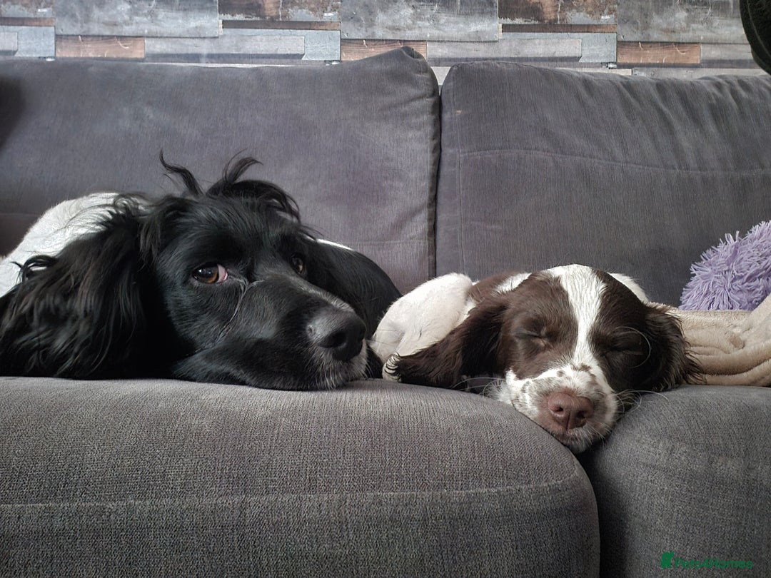 English Springer Spaniel dogs for sale: Springer Beautiful Spaniel Pup Ready Now  - Image 3