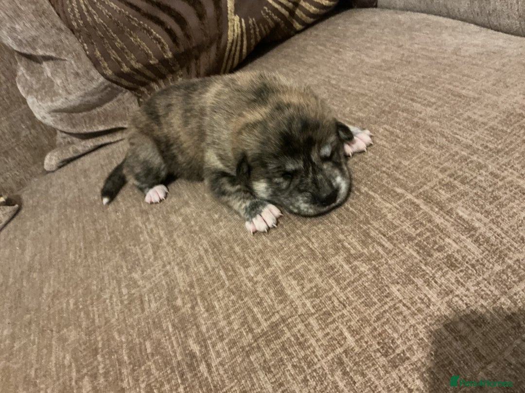 Mixed Breed dogs for sale: 5 Akita x lab puppies - Image 3