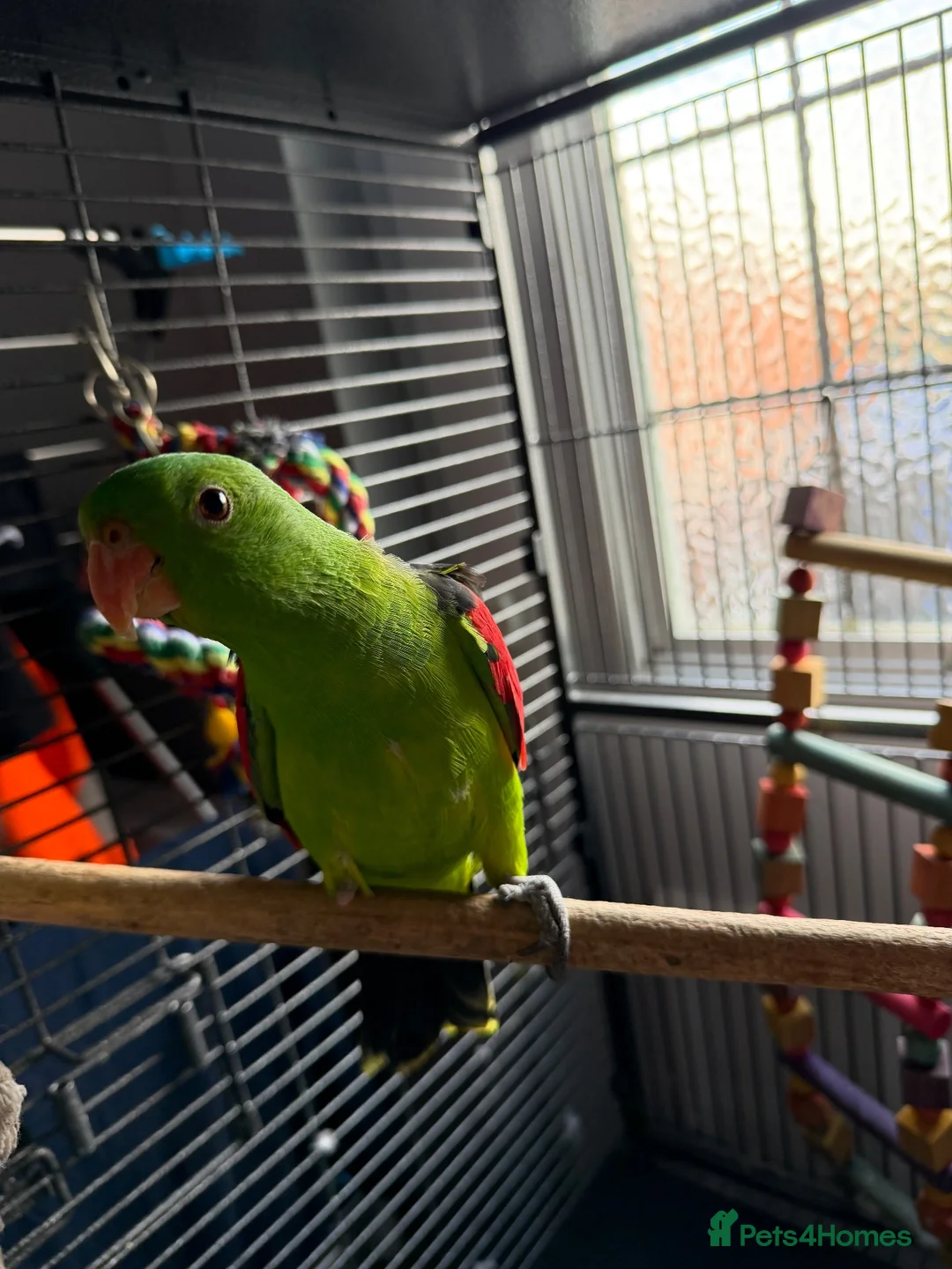 Parrots birds for sale: Semi tame crimson wing - Advert 1