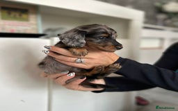 Dachshund dogs for sale: Miniature long hair dachshunds - Image 18