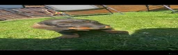 Dachshund dogs for sale: Dachshund KC wire haired puppies  - Advert 8