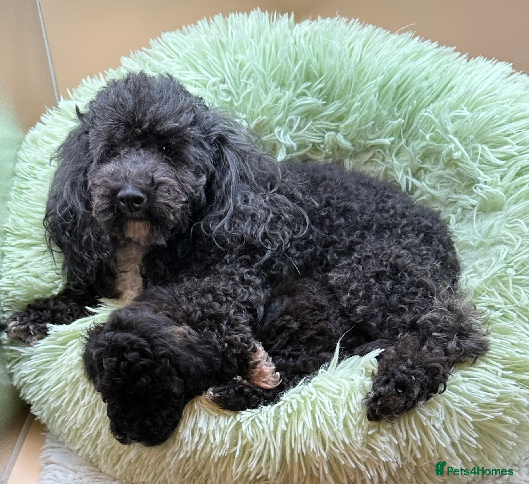 Toy Poodle dogs K.C.Reg tiny Toy Poodle puppies - Advert 8