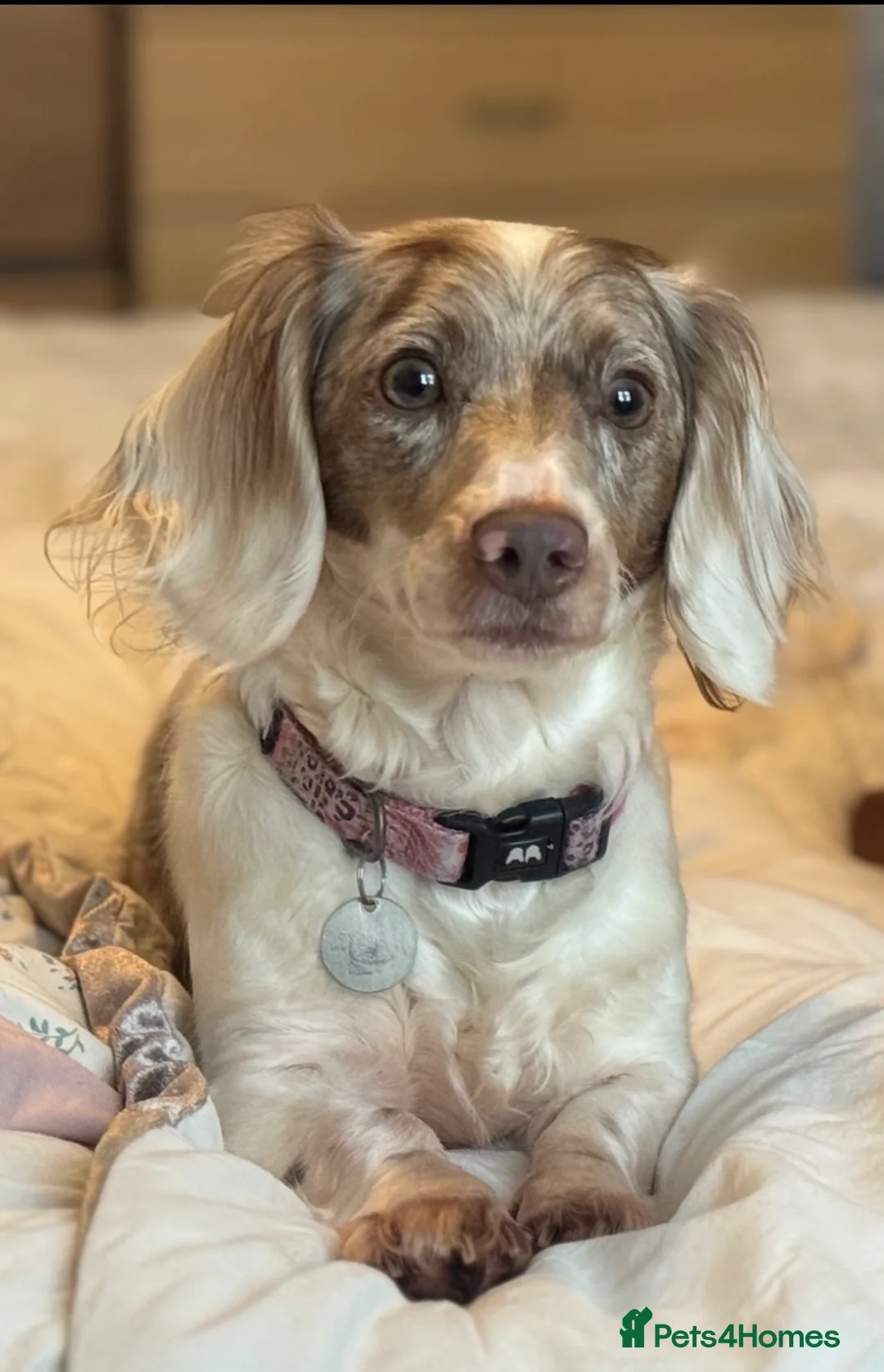 Miniature Dachshund dogs for sale: Pretty Miniature Dachshund  - Advert 1