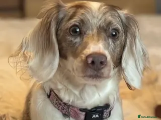 Miniature Dachshund dogs Pretty Miniature Dachshund - Advert 1