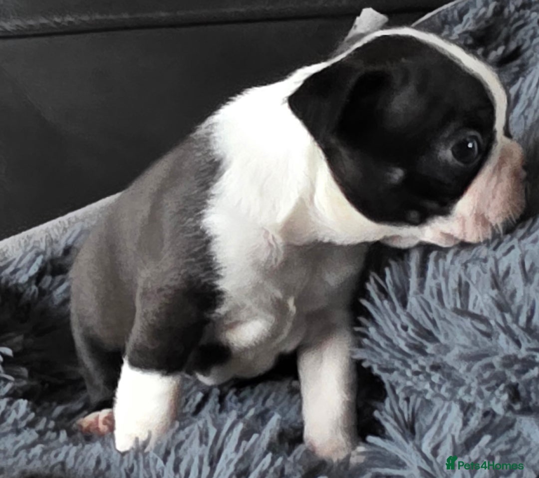 Boston Terrier dogs for sale: Stunning KC Reg Boston Terrier last girl left - Advert 14