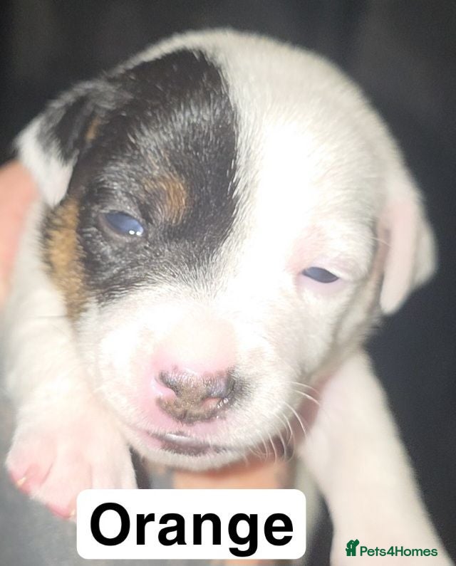 Jack Russell dogs  5 miniature jack russells  - Advert 15