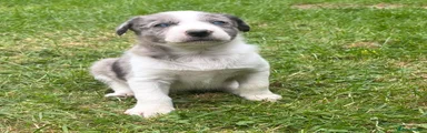 Border Collie Puppy SOLD