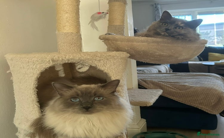 Ragdoll cats - Advert 7