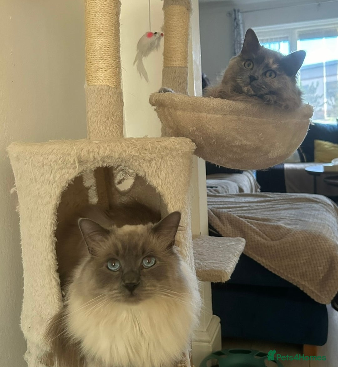 Ragdoll cats for sale: Ragdoll for sale  - Image 1