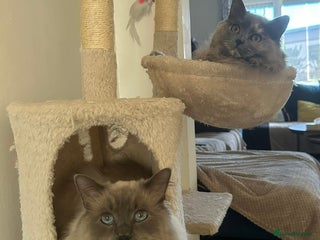 Ragdoll cats - Advert 6