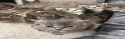 Ragdoll cats for sale: Four beautiful blue Ragdoll tabby point kittens - Advert 15