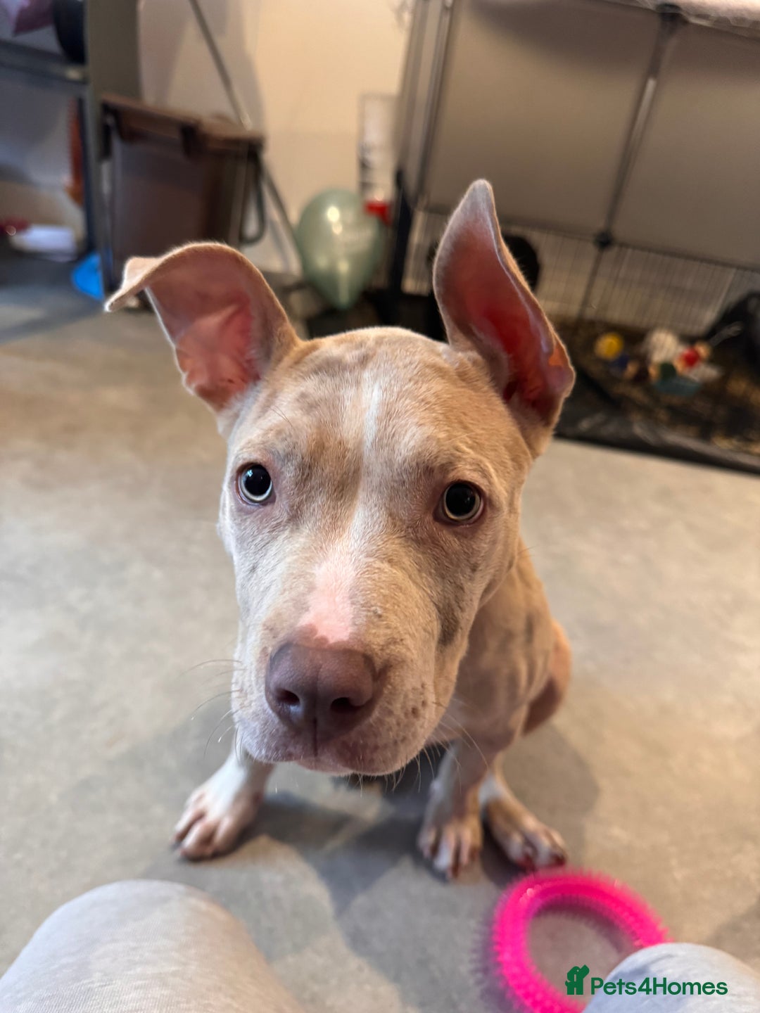 Mixed Breed dogs for sale: Sandy - Advert 15