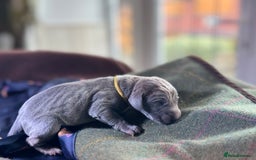 Weimaraner dogs for sale: 🐾Adorable KC Registered Weimaraner Puppies🐾 - Image 19