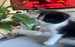 Mixed Breed cats for sale: One boy kitten - Image 1