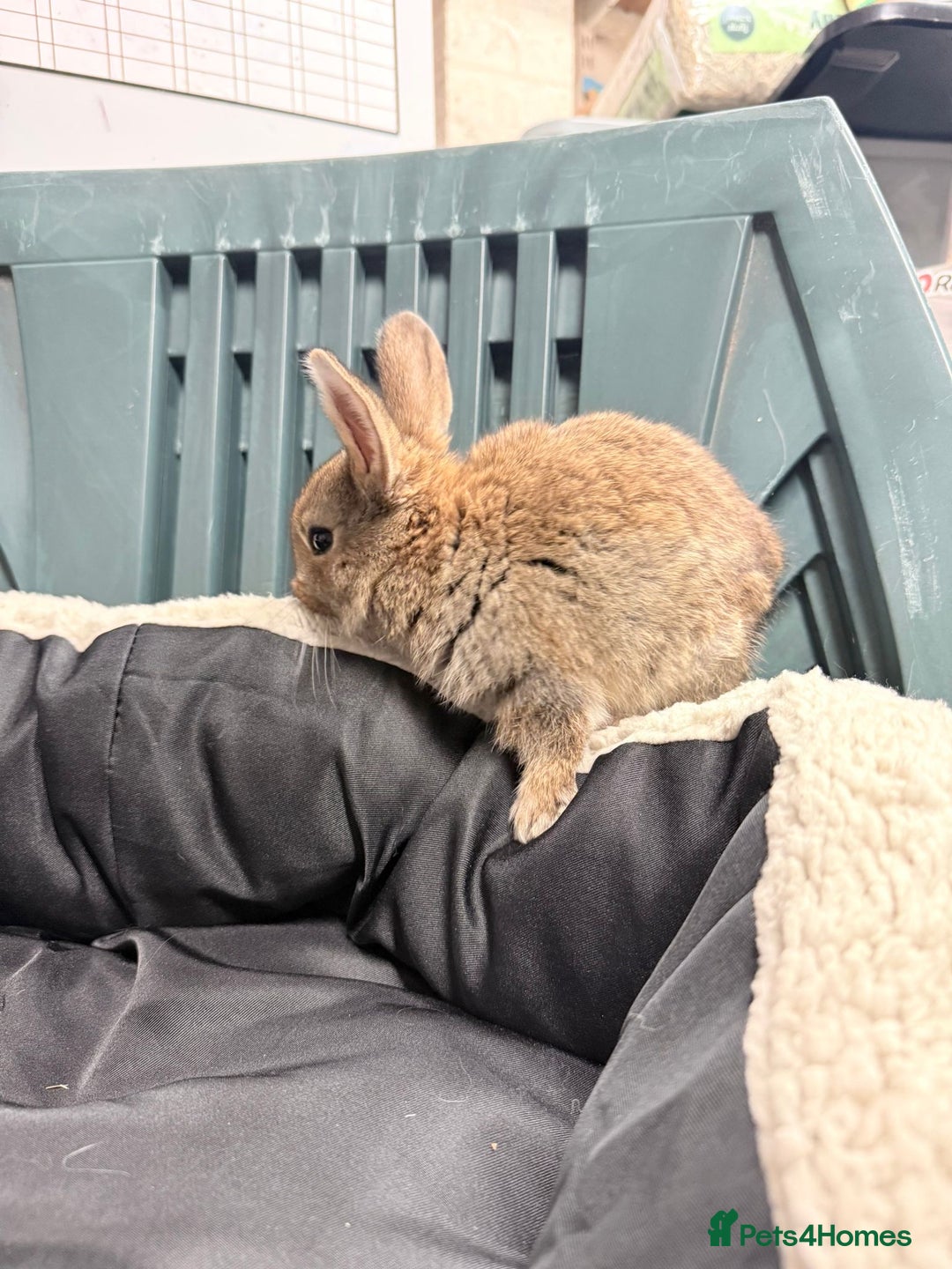 Mixed Breed rabbits for sale: Baby bunnies - Advert 2