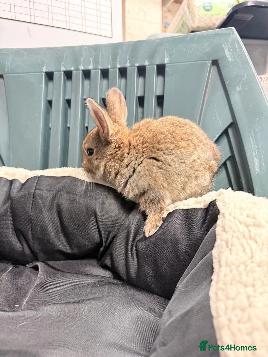 Mixed Breed rabbits for sale: Baby bunnies - Advert 2