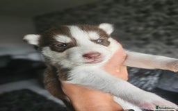 Siberian Husky dogs for sale: Gorgeous Litter of Husky Puppies - Image 24