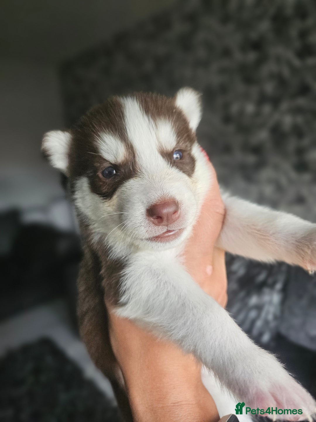 Siberian Husky dogs for sale: Gorgeous Litter of Husky Puppies - Image 24