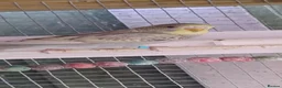 Budgerigars birds for sale: Baby budgies, easily tamed  - Advert 8