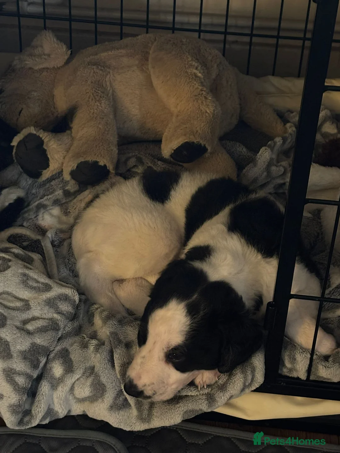 Mixed Breed dogs for sale: Whippet puppies  - Advert 17