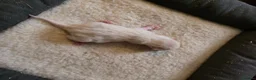 Mixed Breed cats for sale: Bengal cross - Advert 6