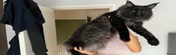 Maine Coon cats for sale: Pure pedigree Maine coon kittens - Advert 2