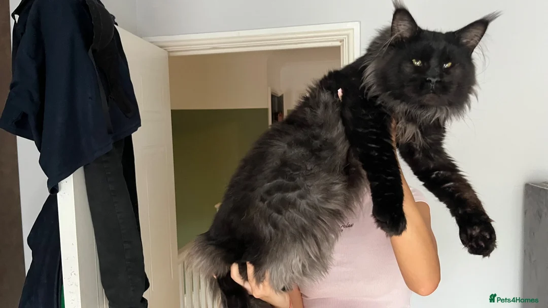 Maine Coon cats for sale: Pure pedigree Maine coon kittens - Advert 2