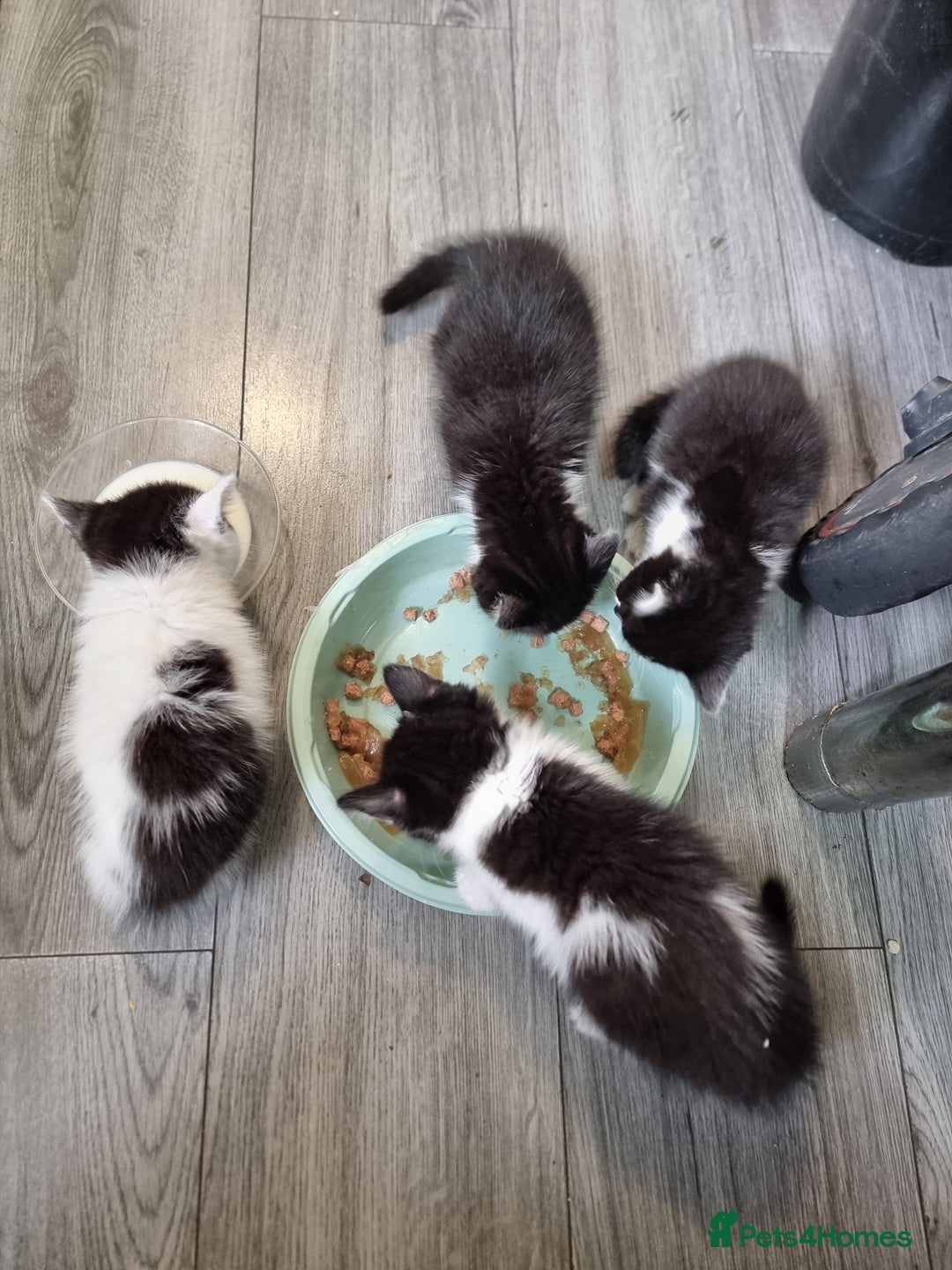 Mixed Breed cats for sale: 2 beautiful Maine Coon mix kittens  - Image 5