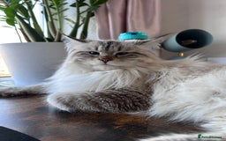 Siberian cats for sale: 😍 Siberian Neva Masquerade kittens 😍 - Image 15