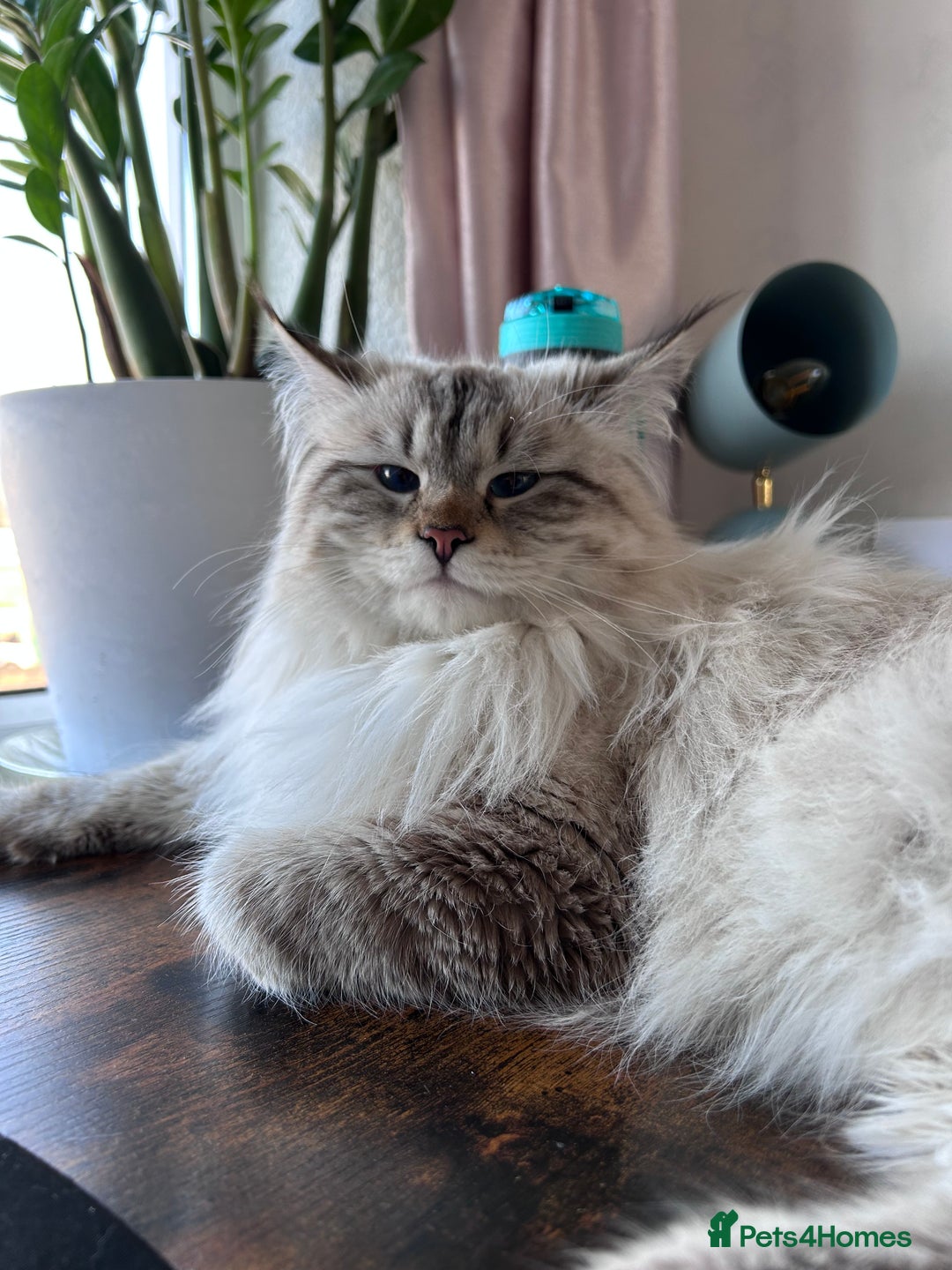 Siberian cats for sale: 😍 Siberian Neva Masquerade kittens 😍 - Image 15