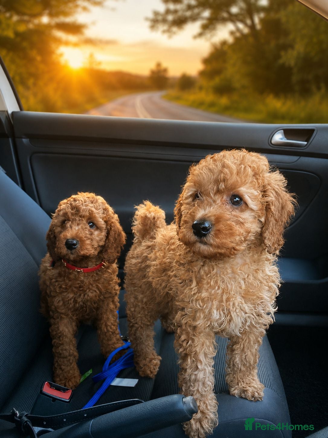 Cavapoo dogs fox red cavapoo - Advert 12