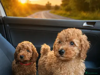 Cavapoo dogs fox red cavapoo - Advert 12