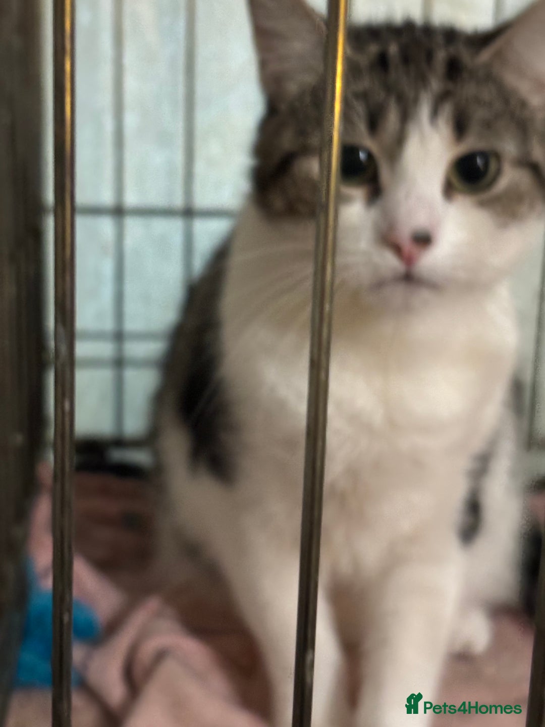 Mixed Breed cats for adoption: Neutered Female 1yr old needs patient owner - Advert 2