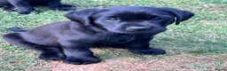 Labrador Retriever dogs for sale: Beautiful natured working Labradors  - Advert 11
