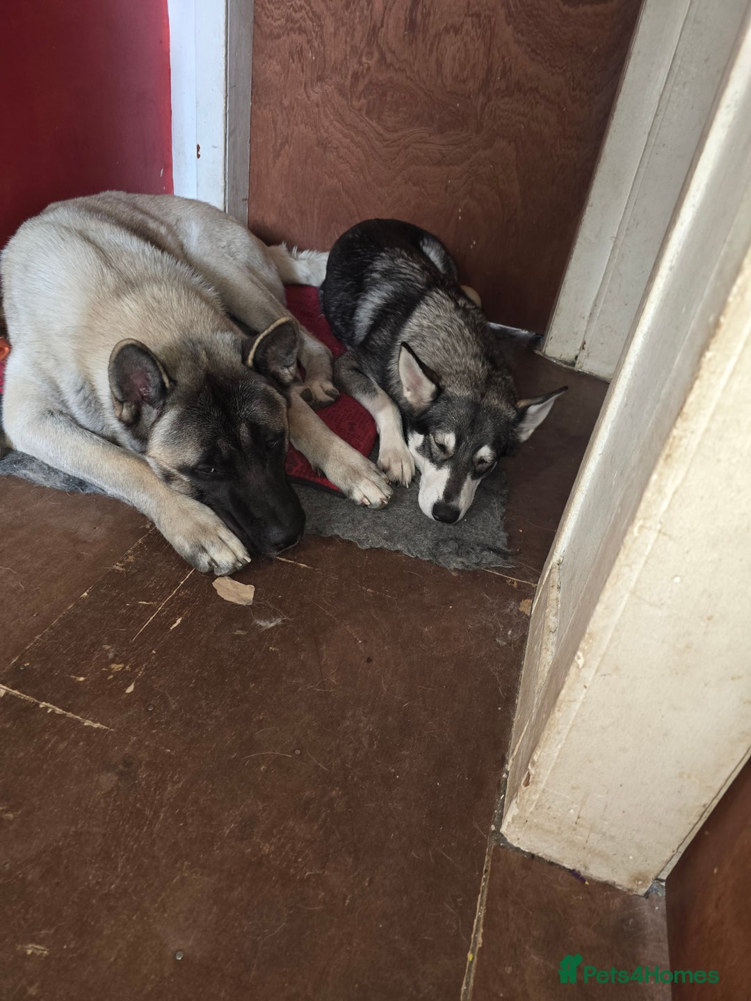 Akita dogs for stud: American akita proven stud  - Image 4