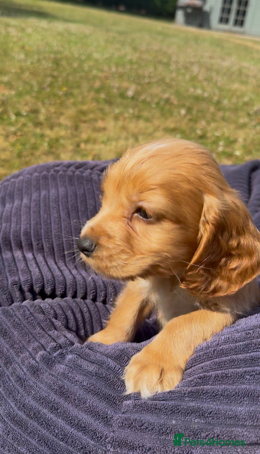 Cockapoo dogs for sale: Cockapoo puppies F1 READY TO LEAVE 🏡🥰 in Leicester - Image 6