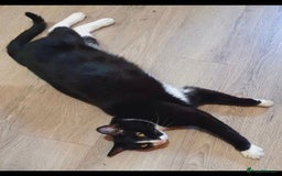 Mixed Breed cats for sale: 💛 Rehoming Our Beloved Boy, Lulu 💛 - Image 2