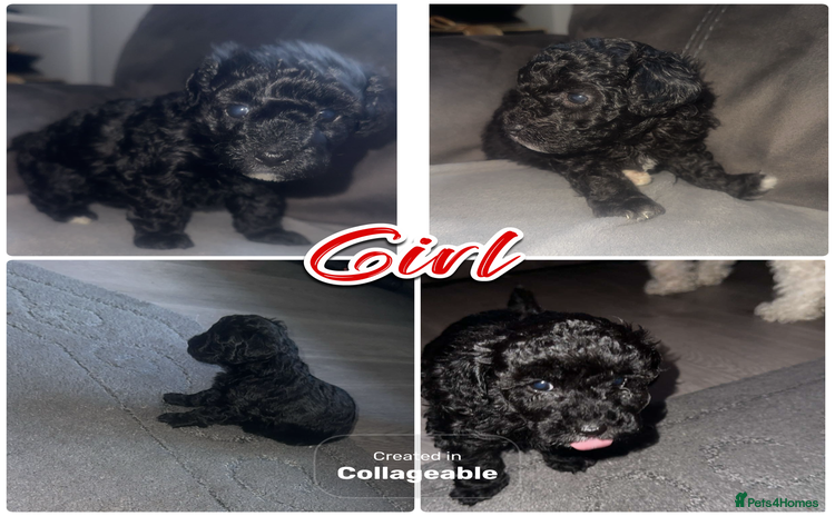 Maltipoo dogs - Advert 11