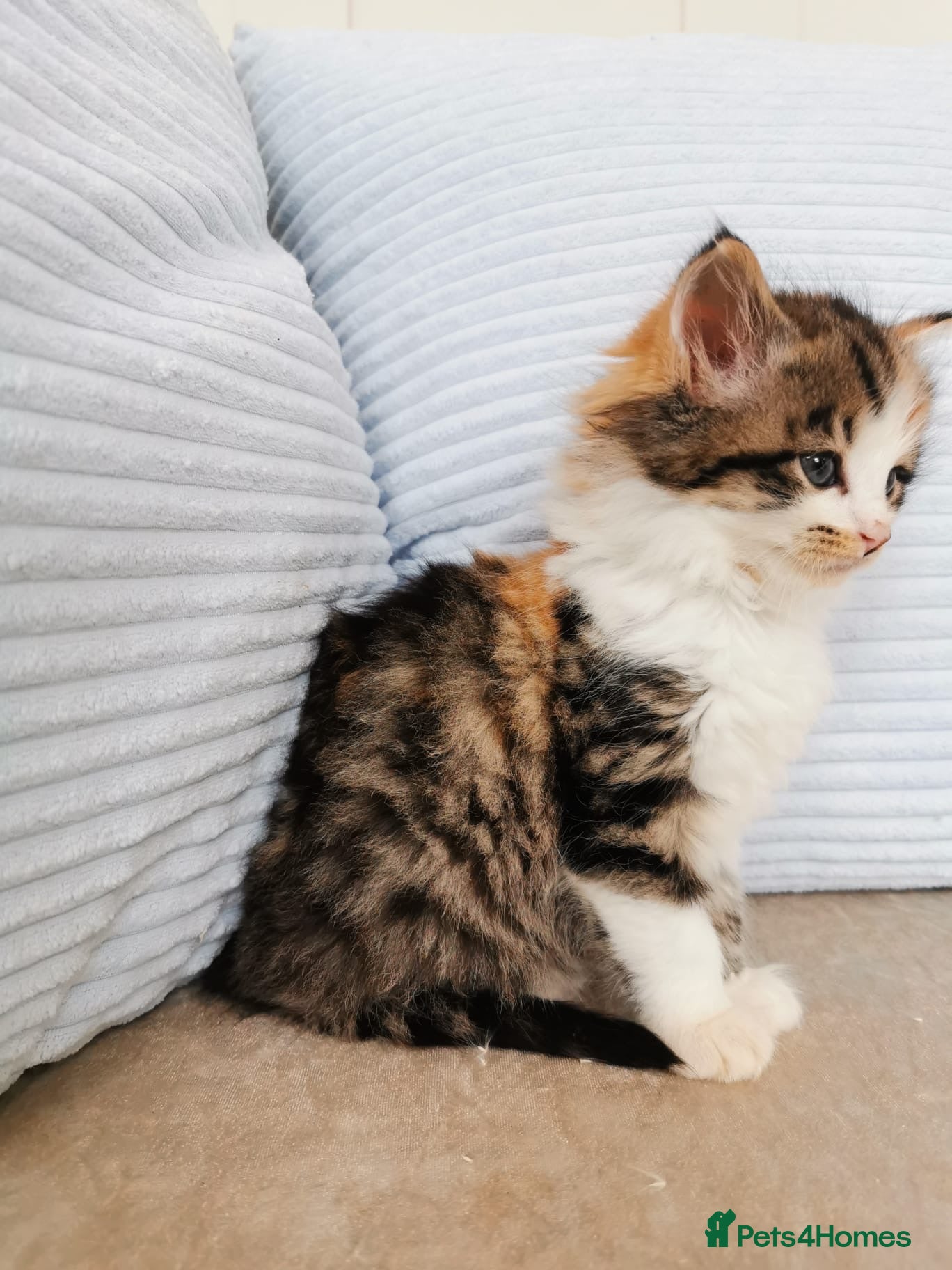 Mixed Breed cats 2 GIRLS LEFT! Maine Coon Kittens - Advert 1